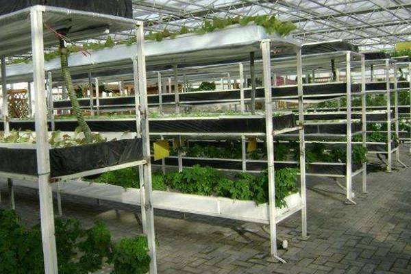 Landless vegetable cultivation techniques