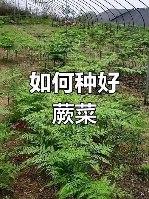 The manner in which shells are grown