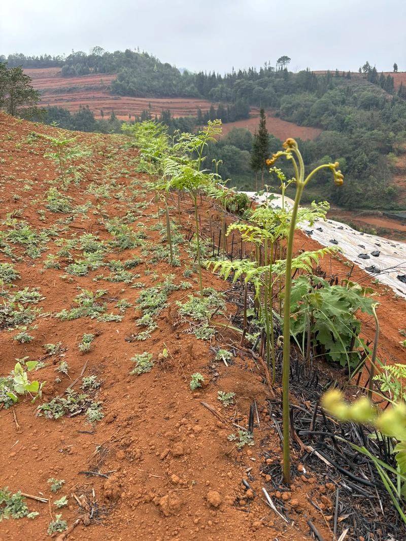 The manner in which shells are grown