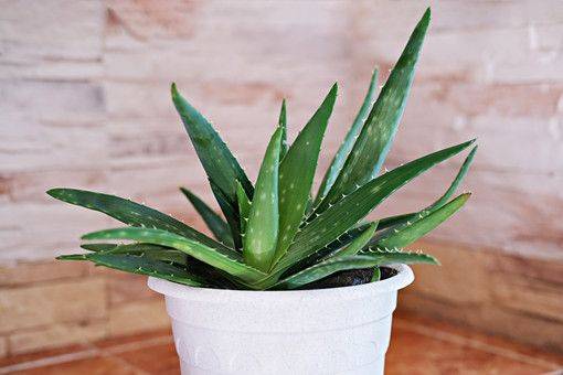 Cura&ccedil;ao cultivation methods