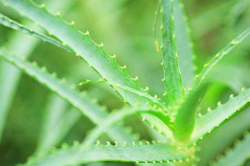 Cura&ccedil;ao cultivation methods