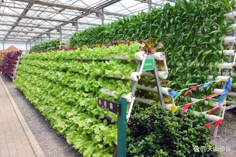 Landless vegetable cultivation techniques