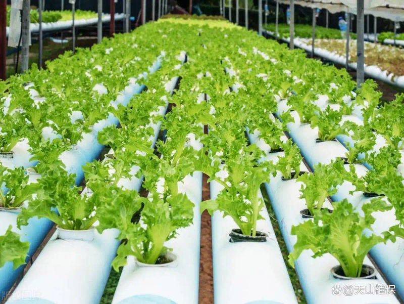 Landless vegetable cultivation techniques