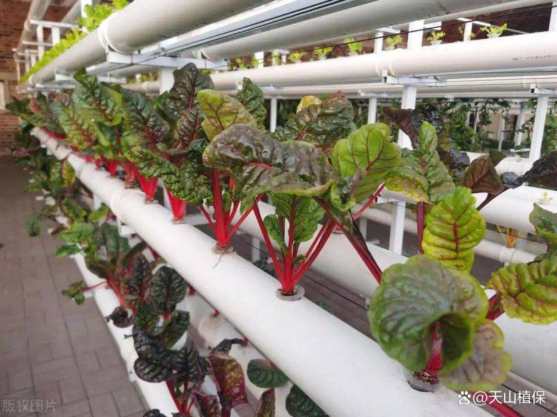 Landless vegetable cultivation techniques