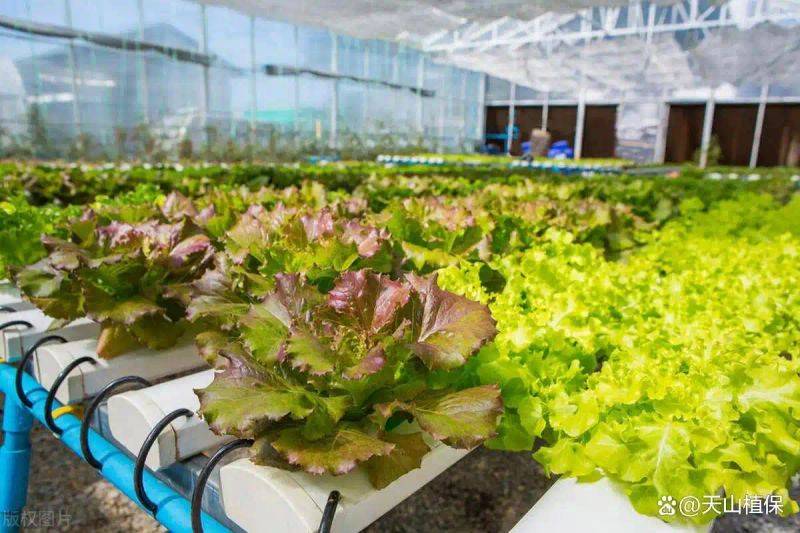 Landless vegetable cultivation techniques