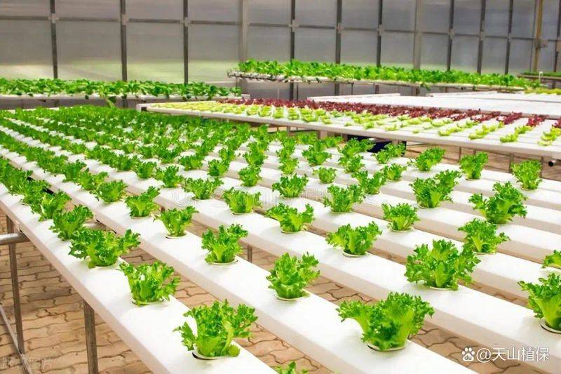 Landless vegetable cultivation techniques