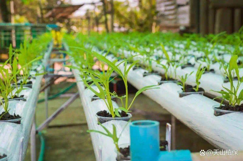 Landless vegetable cultivation techniques