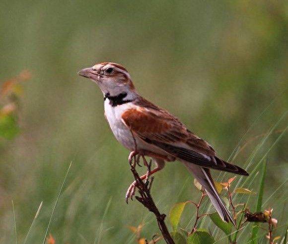 Blingbirds have knowledge