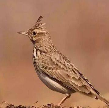 Blingbirds have knowledge