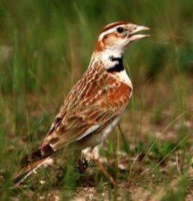 Blingbirds have knowledge