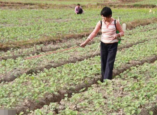 Methods and timing of vegetable cultivation