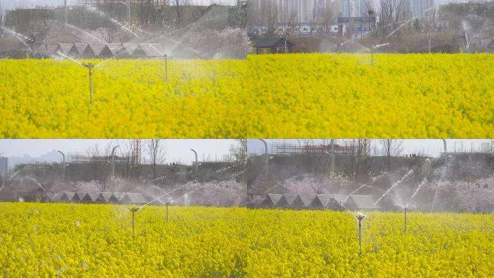 Methods and timing of vegetable cultivation