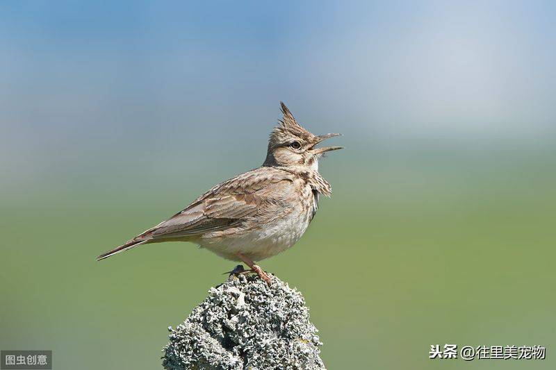 Blingbirds have knowledge