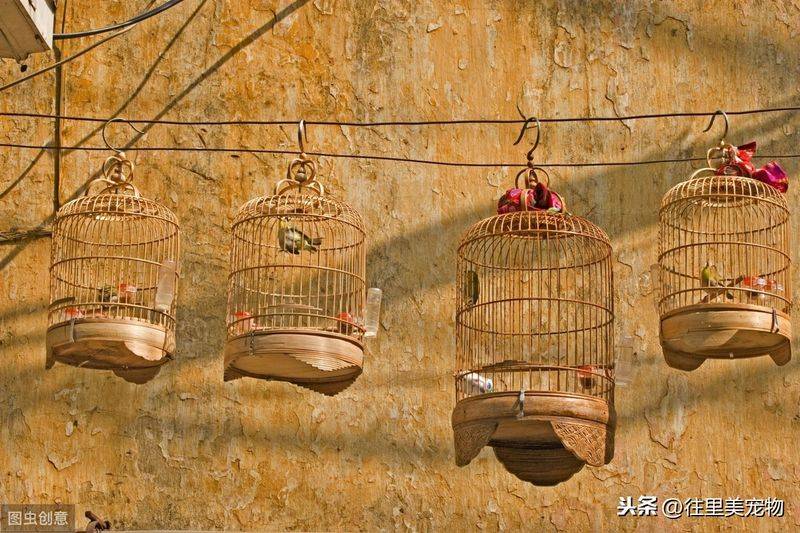 Blingbirds have knowledge