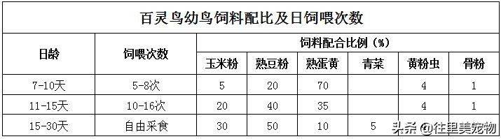 Blingbirds have knowledge