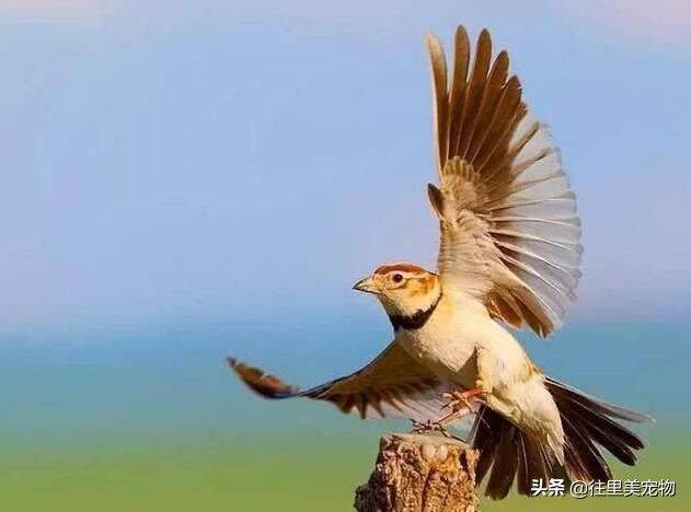 Blingbirds have knowledge