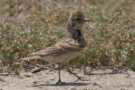 Blingbirds have knowledge