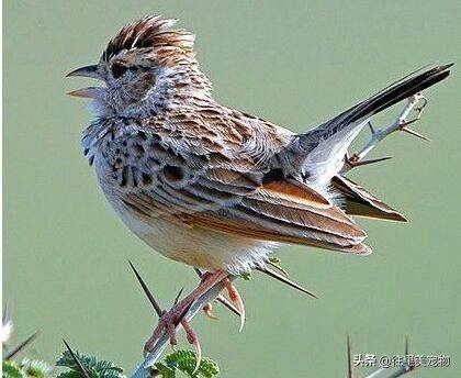 Blingbirds have knowledge