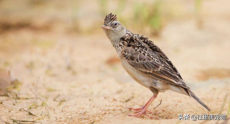 Blingbirds have knowledge