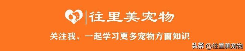 Blingbirds have knowledge