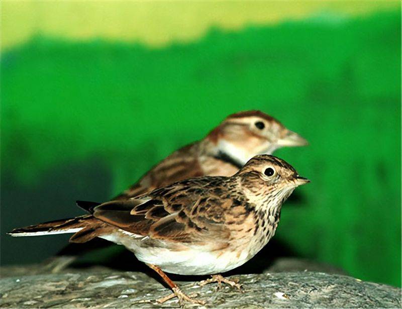 Blingbirds have knowledge