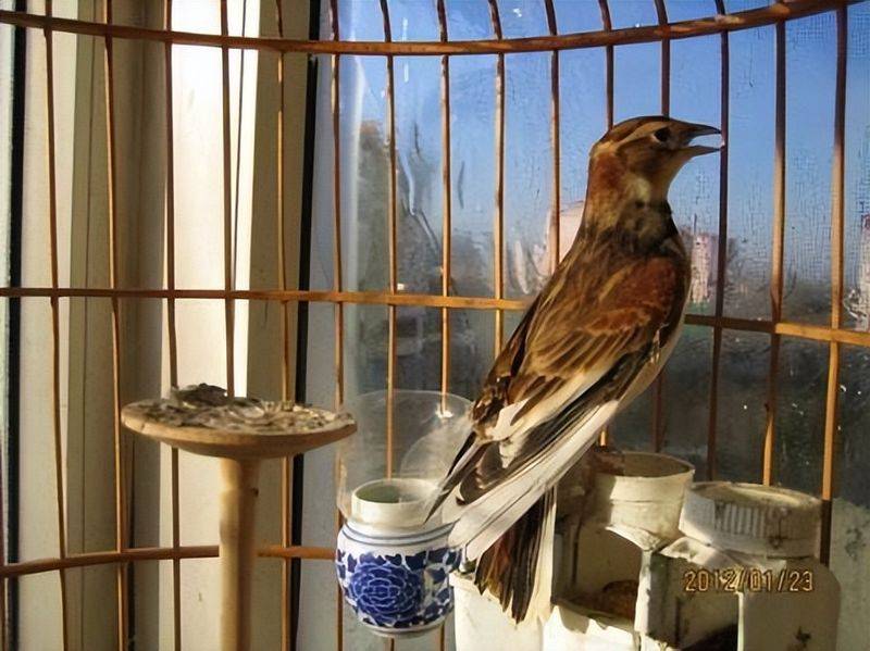 Blingbirds have knowledge