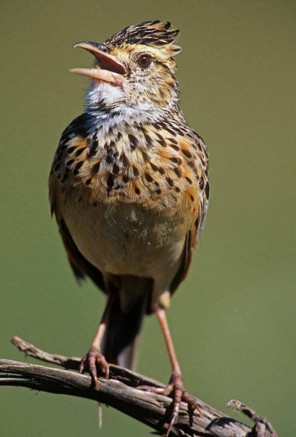 Blingbirds have knowledge