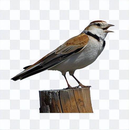 Blingbirds have knowledge