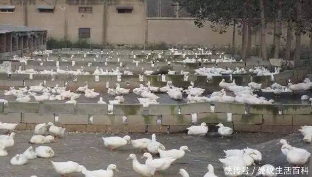 200 profits and costs for duck farming