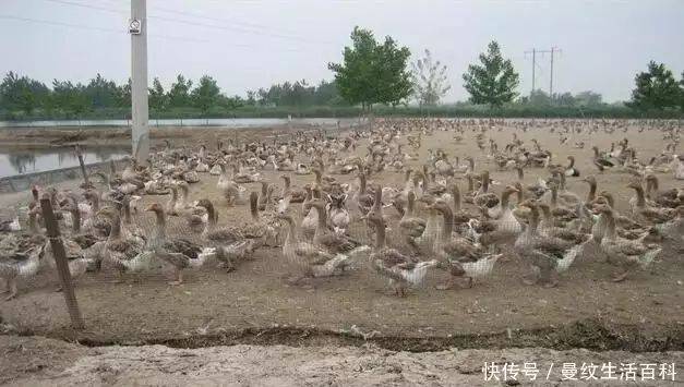 200 profits and costs for duck farming