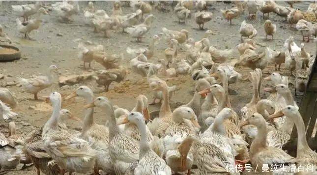 200 profits and costs for duck farming