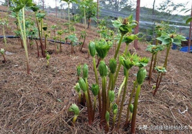 Plantation techniques for heavy buildings