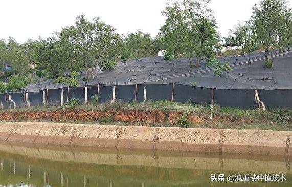 Plantation techniques for heavy buildings