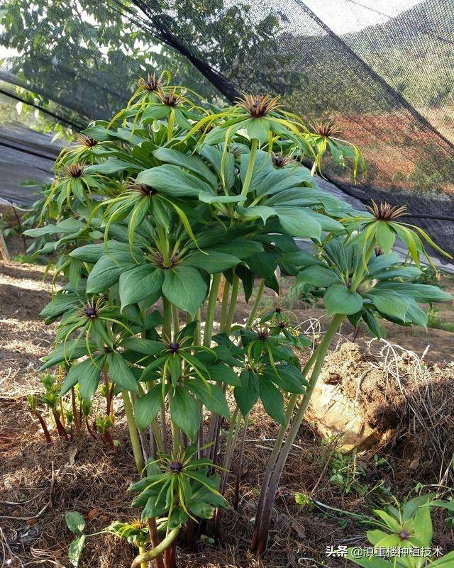 Plantation techniques for heavy buildings