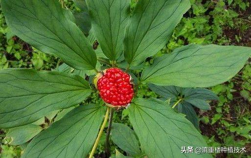 Plantation techniques for heavy buildings