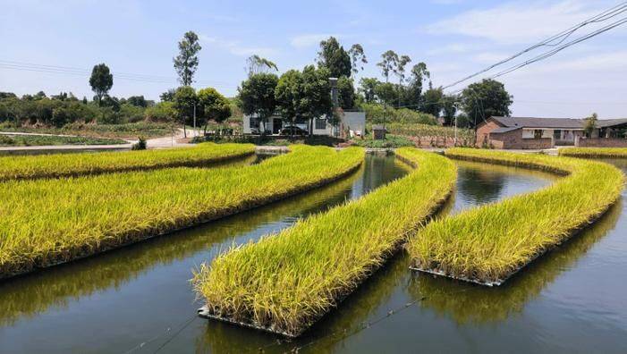 Rice cultivation techniques