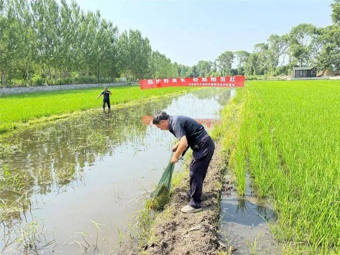 Rice cultivation techniques