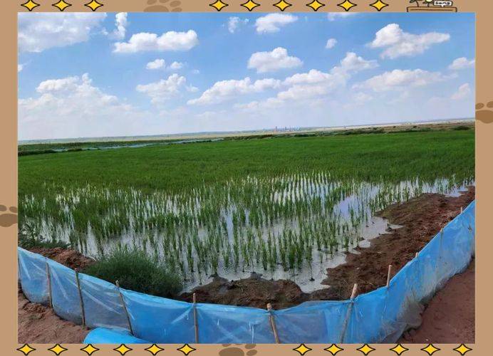 Rice cultivation techniques