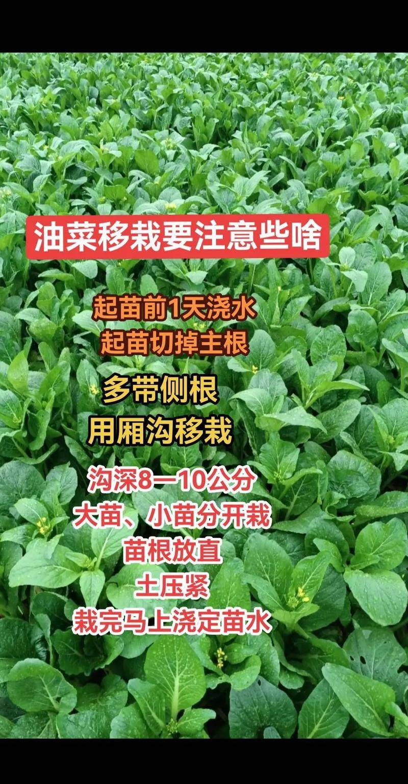 Methods and timing of vegetable cultivation