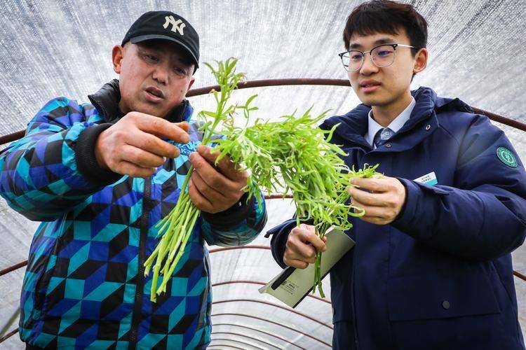 Artemisic planting time and methods