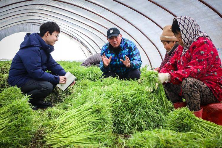 Artemisic planting time and methods