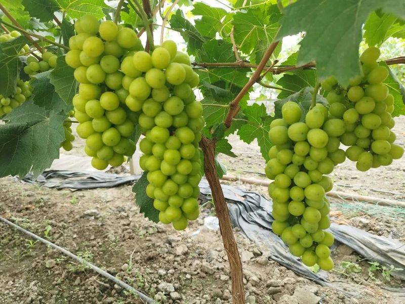 Rose grape cultivation techniques