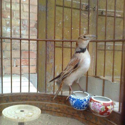 Blingbirds have knowledge