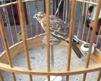 Blingbirds have knowledge