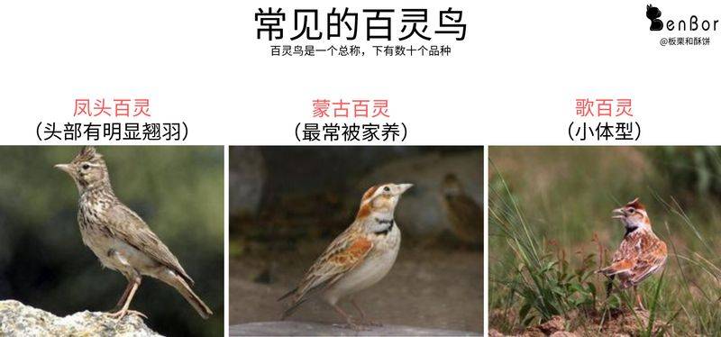 Blingbirds have knowledge