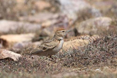 Blingbirds have knowledge