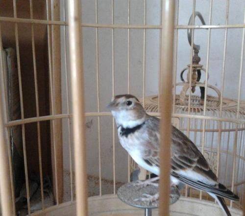 Blingbirds have knowledge