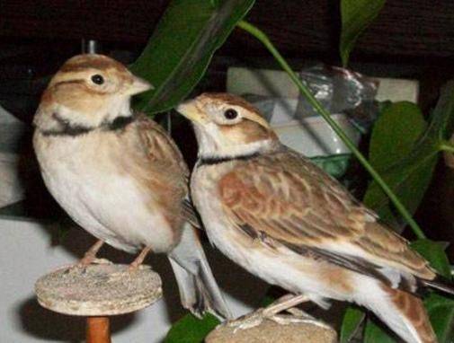 Blingbirds have knowledge