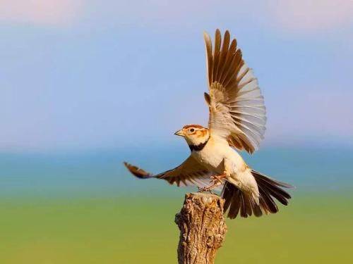 Blingbirds have knowledge