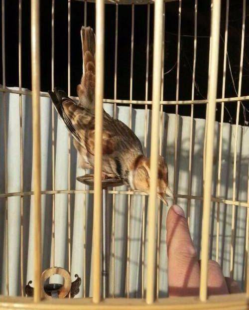 Blingbirds have knowledge